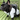 METAL LADOKGRAM DOGGY BACKPACK PATTERN BLACK